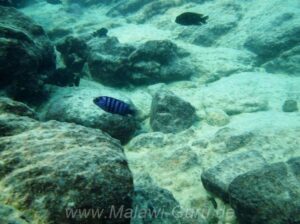 Labidochromis sp. 'gigas mara' Mara Rocks